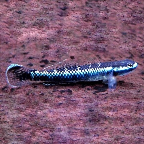 Stiphodon atropupureus